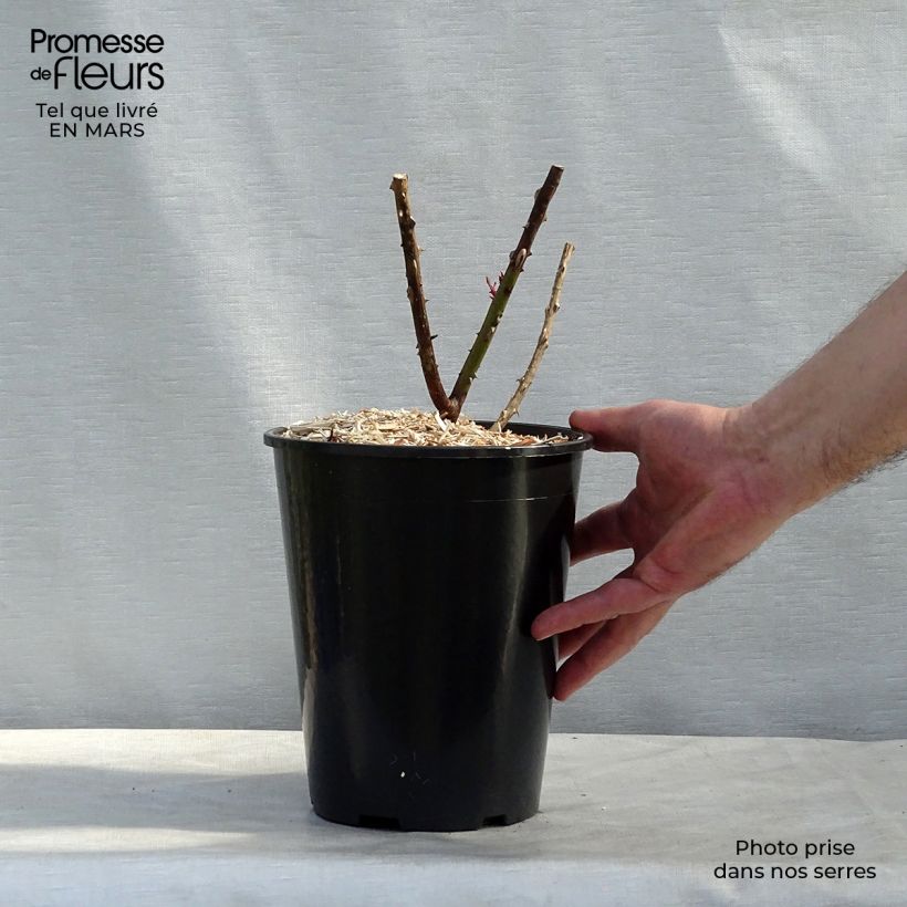 Rosa Papa Meilland  4L/5L pot sample as delivered in winter