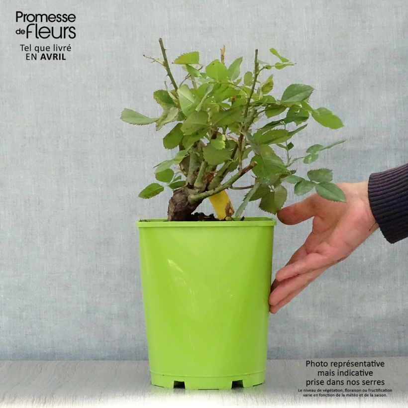 Rosa Pope Jean-Paul II 4L/5L pot sample as delivered in spring