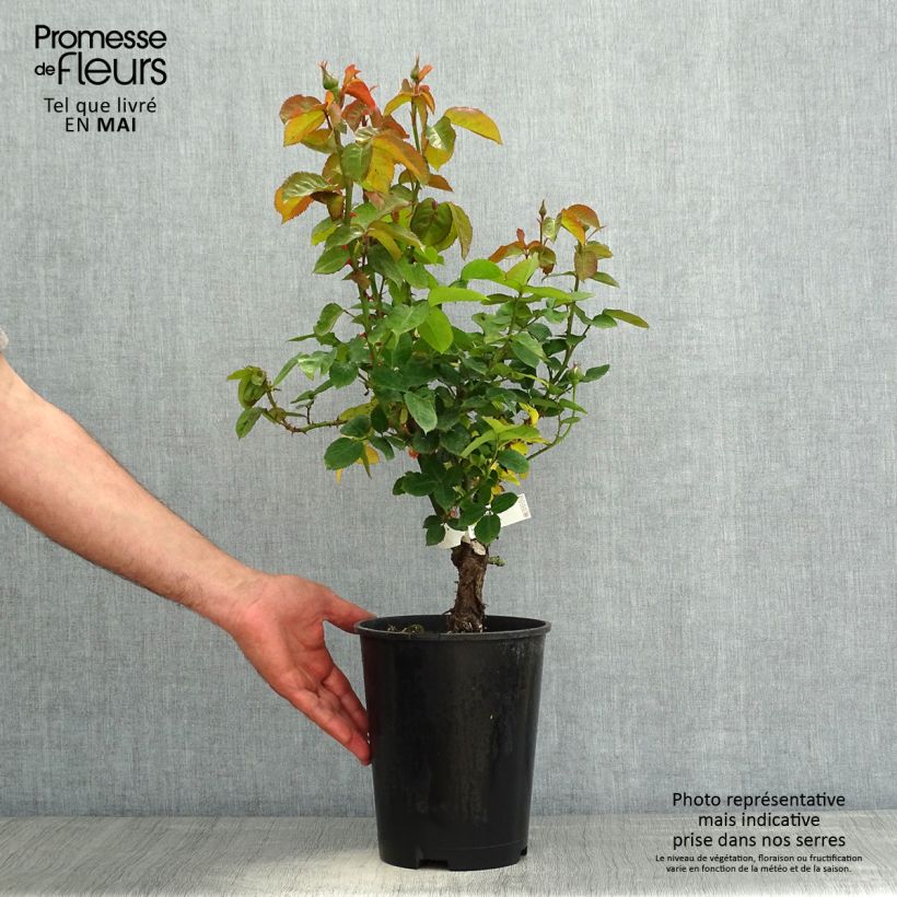 Rosa Pierre de Luxembourg 4L/5L pot sample as delivered in spring