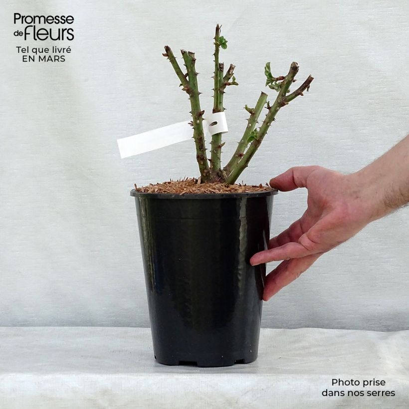 Rosa Remember  4L/5L pot sample as delivered in winter