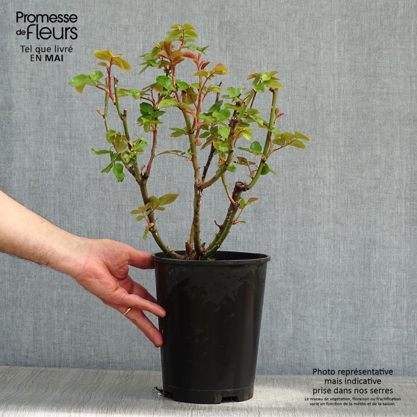 Rosa Remember  4L/5L pot sample as delivered in spring