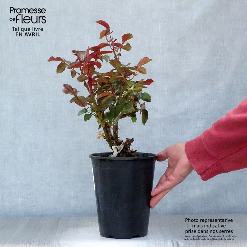 Rosa Rose Clos Vougeot 4L/5L pot sample as delivered in spring