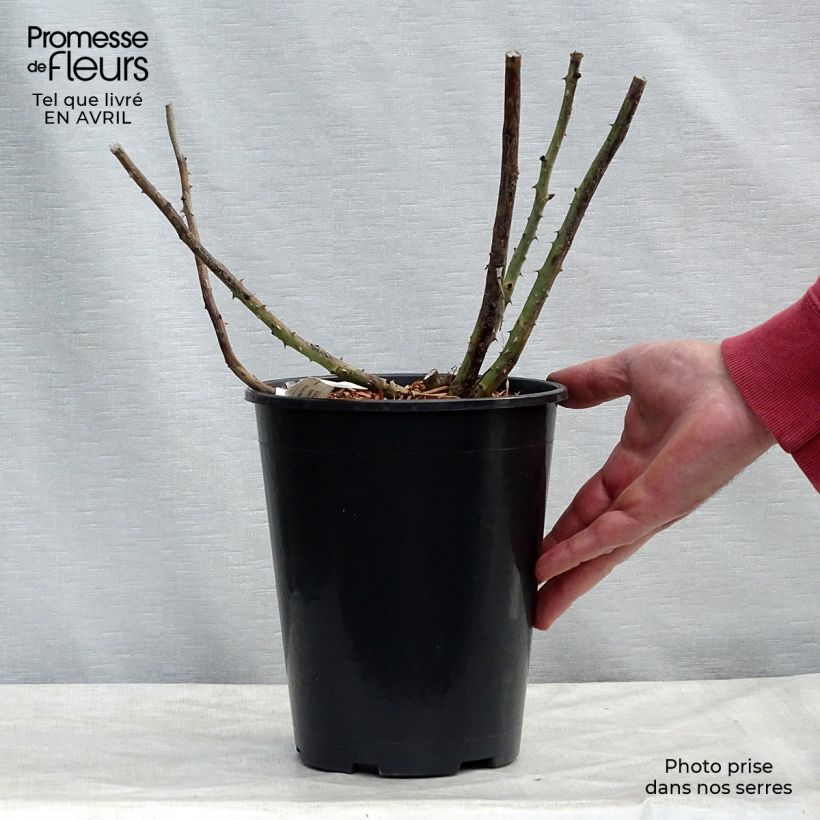 Rosa Lalande de Pomerol  3L/4L pot sample as delivered in spring