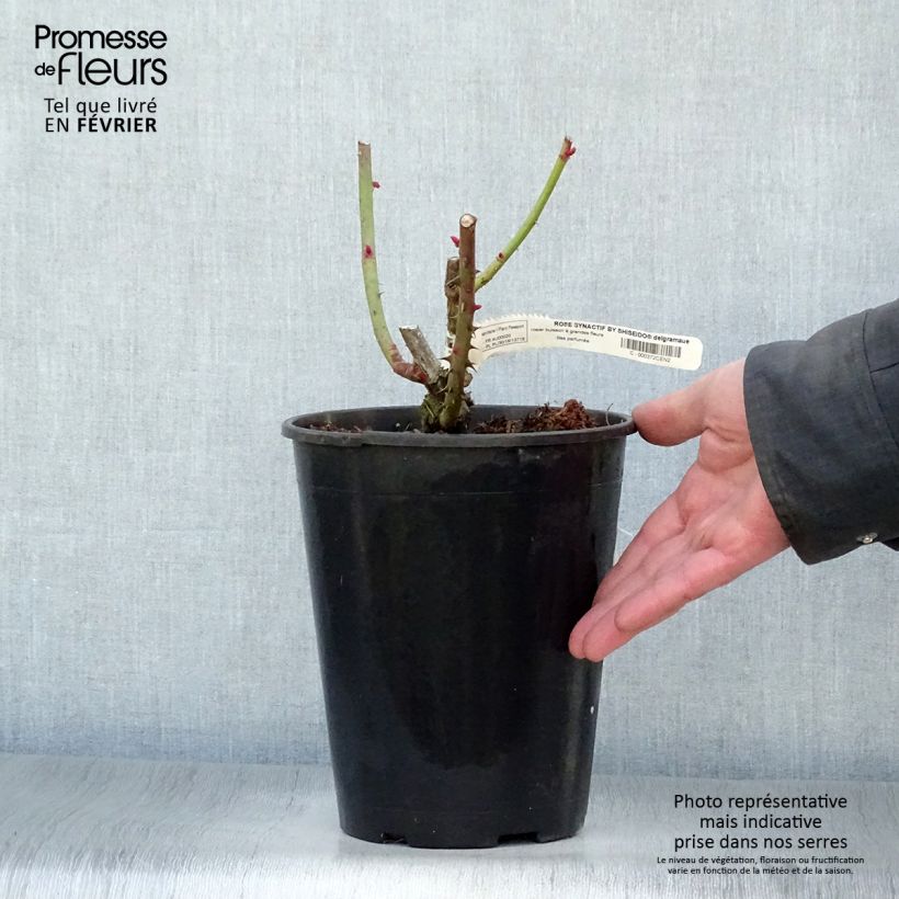 Rosa Rose Synactif by Shiseido 4L/5L pot sample as delivered in winter