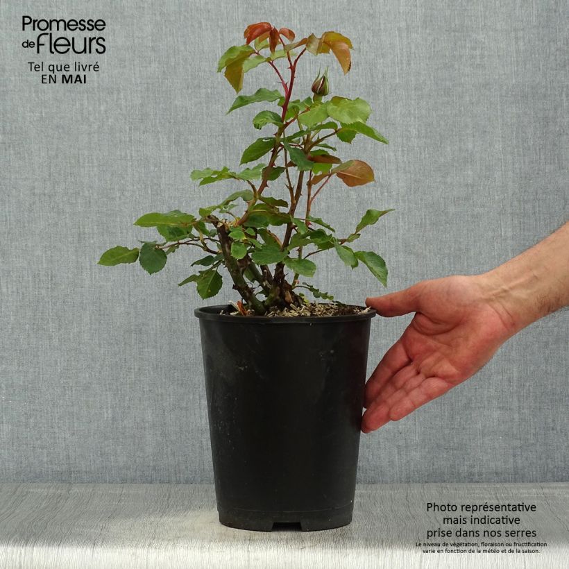 Rosa Ruban Rouge 4L/5L pot sample as delivered in spring