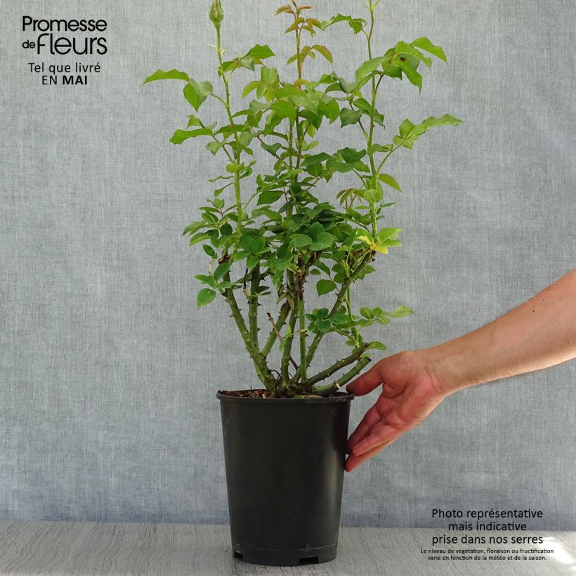Rosa Sandrine Quétier  4L/5L pot sample as delivered in spring