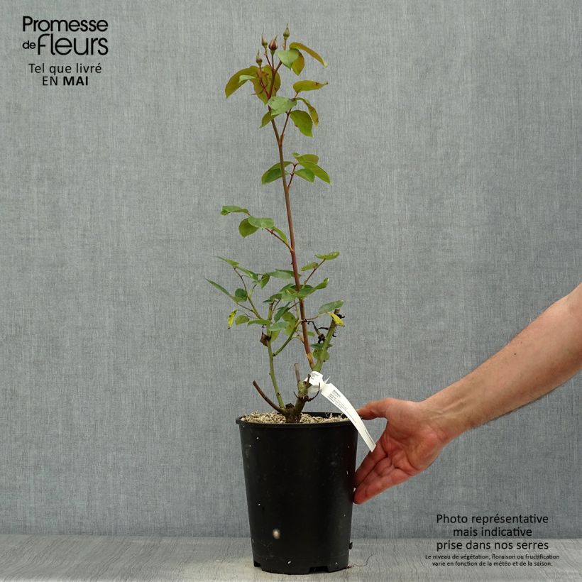 Rosa Sissi 4L/5L pot sample as delivered in spring