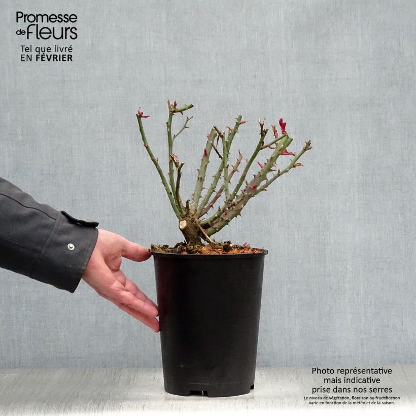 Rosa Special Anniversary 4L/5L pot sample as delivered in winter