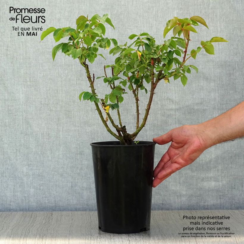 Rosa Sunny Sky 4L/5L pot sample as delivered in spring