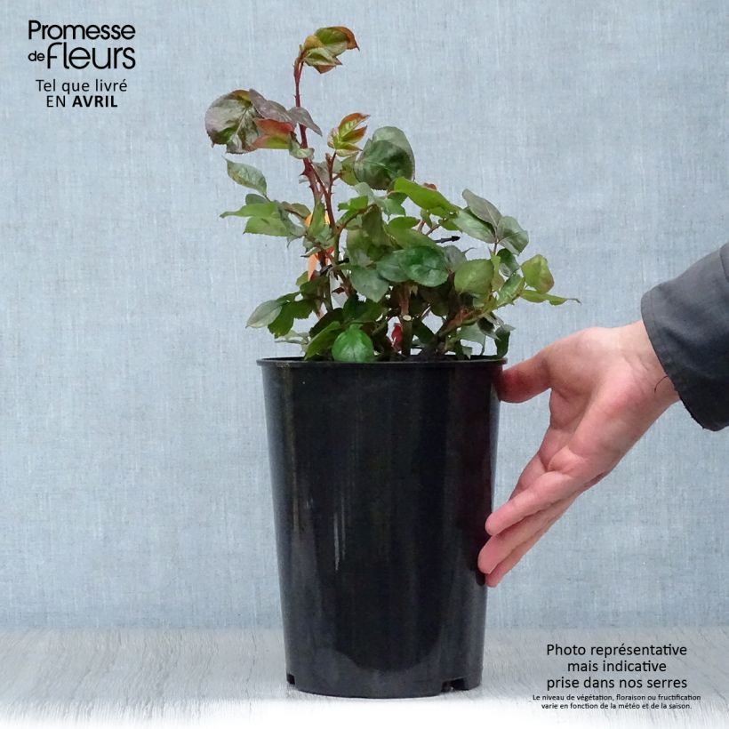 Rosa Terracotta Simchoca 4L/5L pot sample as delivered in spring