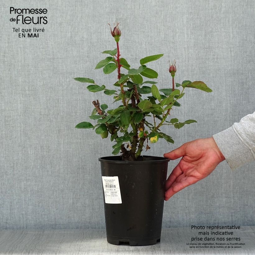 Rosa Traviata 4L/5L pot sample as delivered in spring