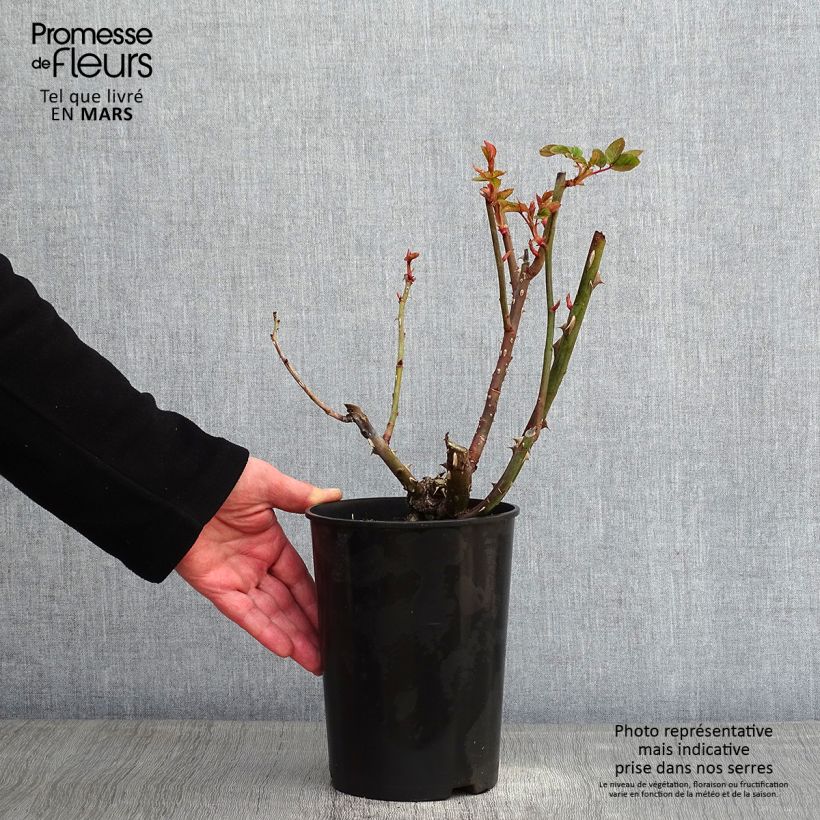 Rosa x floribunda Arthur Bell 2L/3L pot sample as delivered in winter