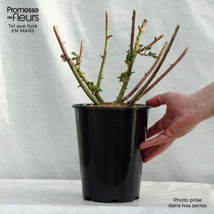 Rosa Eveline Wild 4L/5L pot sample as delivered in spring