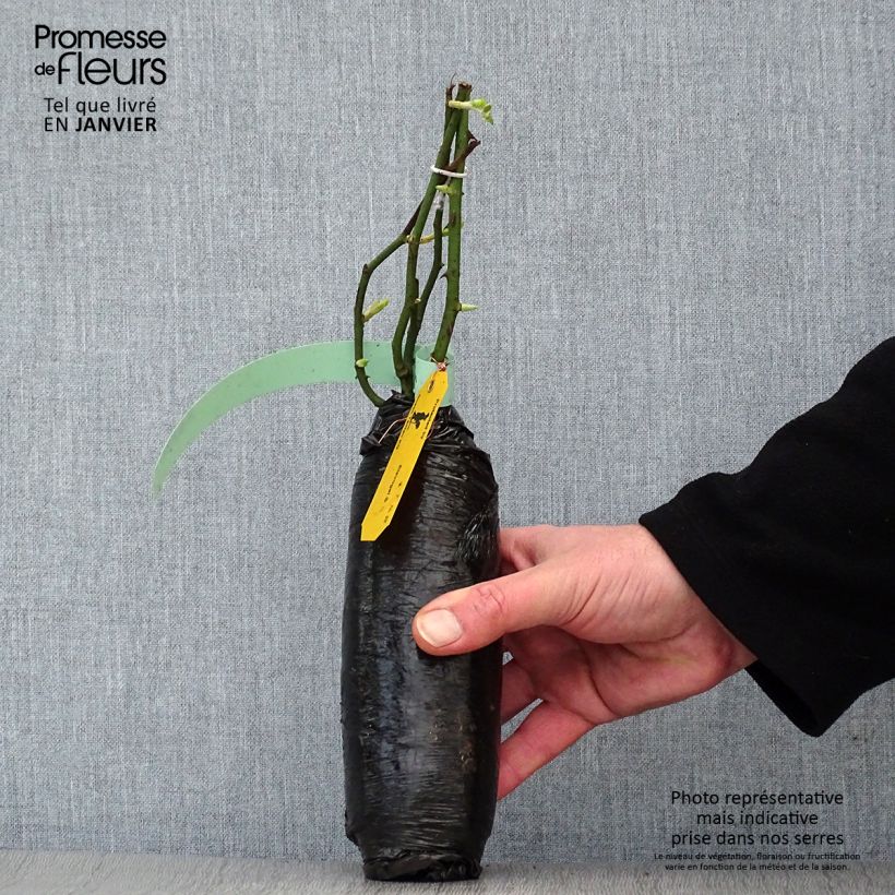 Rosa x floribunda Pear Wrapped bare root sample as delivered in winter