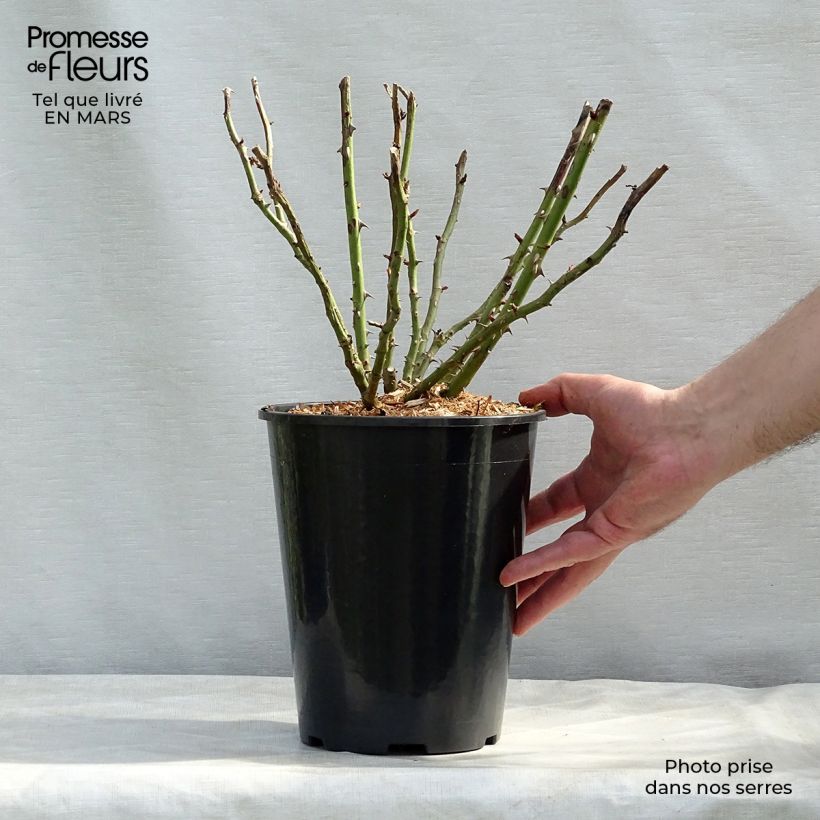 Rosa Renée van Wegberg - Shrub Rose 4L/5L pot sample as delivered in spring