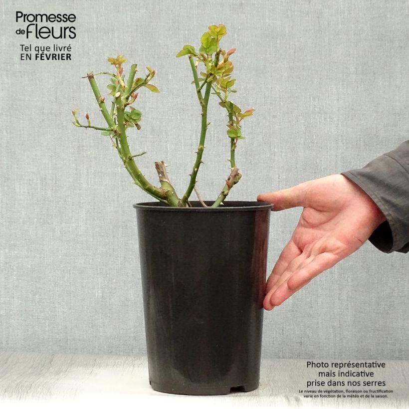 Rosa Sophie Luise 4L/5L pot sample as delivered in winter