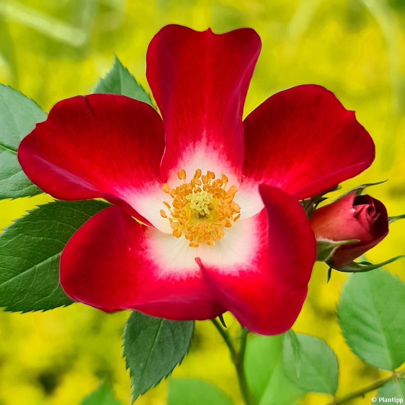 Rosa Everglow Ruby   (Flowering)