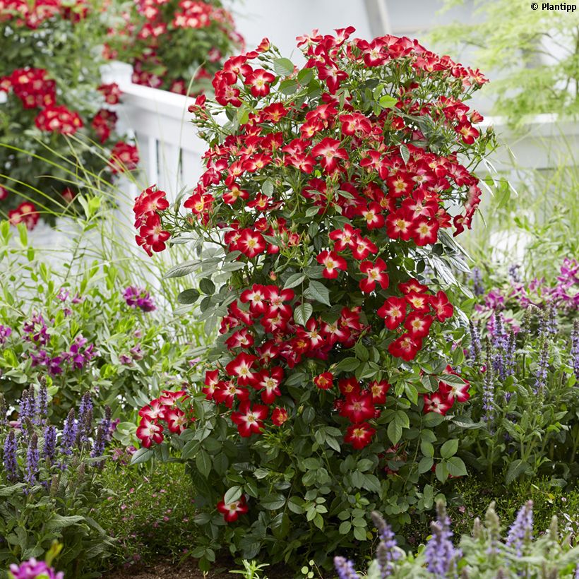 Rosa Everglow Ruby   (Plant habit)