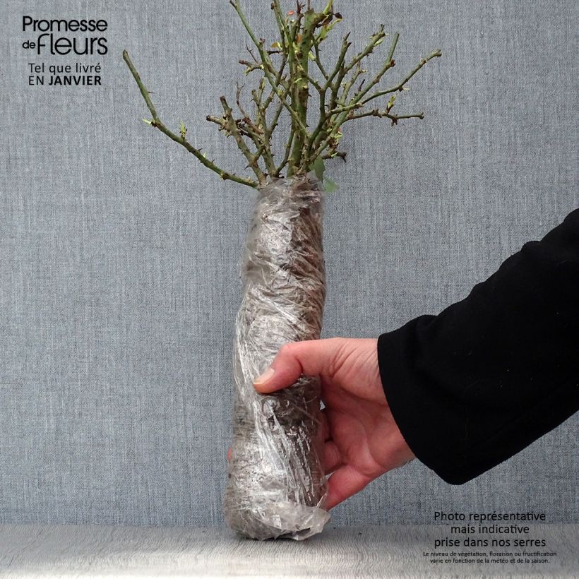 Rosa x floribunda Picnic Wrapped bare root sample as delivered in winter