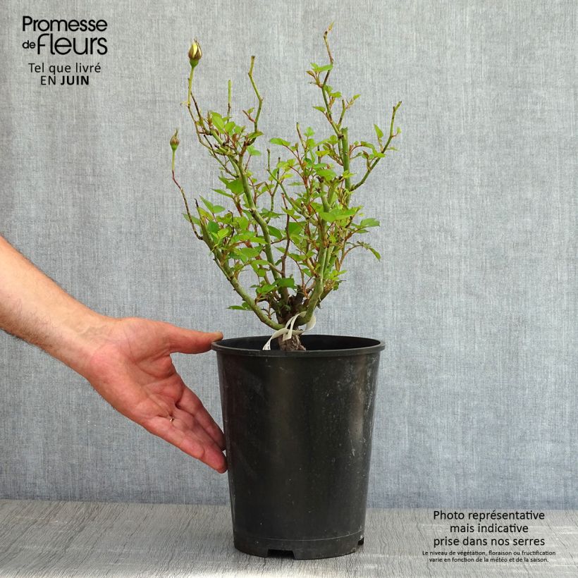 Rosa x floribunda Picnic 4L/5L pot sample as delivered in spring