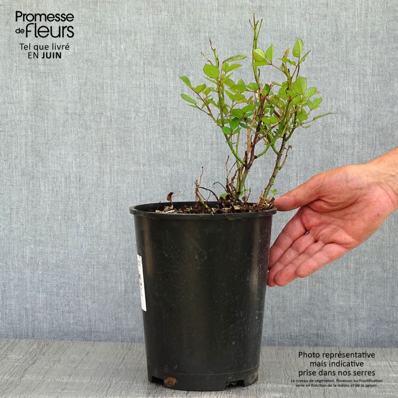 Rosa x floribunda Romantic Date Bio 4L/5L pot sample as delivered in spring