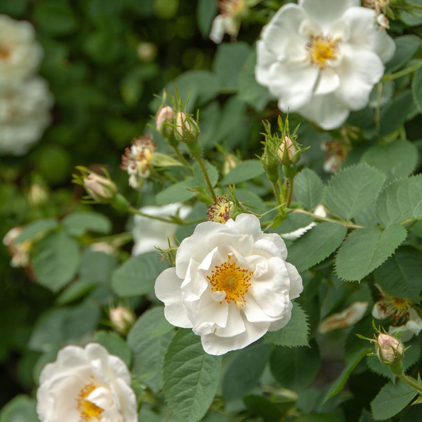 Rosa alba Suaveolens (Flowering)