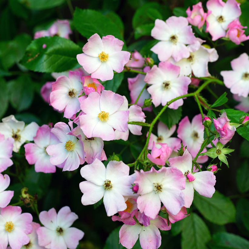 Rosa Ballerina (Flowering)