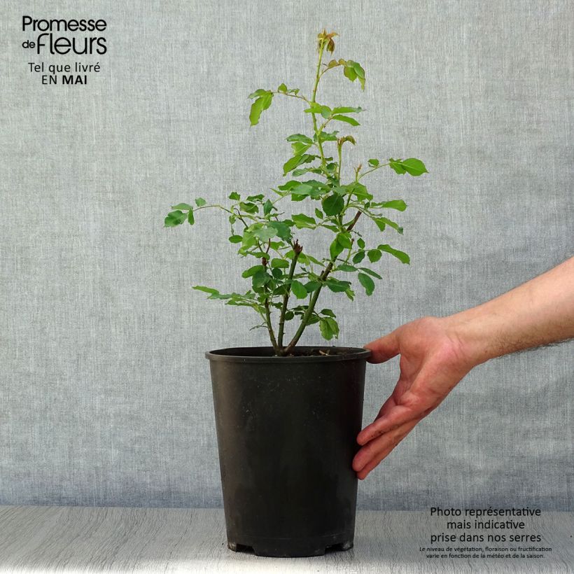 Rosa Boule de Neige 4L/5L pot sample as delivered in spring