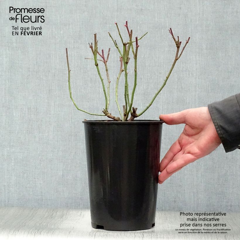 Rosa gallica Cardinal de Richelieu - Old Gallic Rose 4L/5L pot sample as delivered in winter