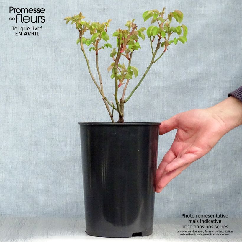 Rosa gallica Cardinal de Richelieu - Old Gallic Rose 4L/5L pot sample as delivered in spring