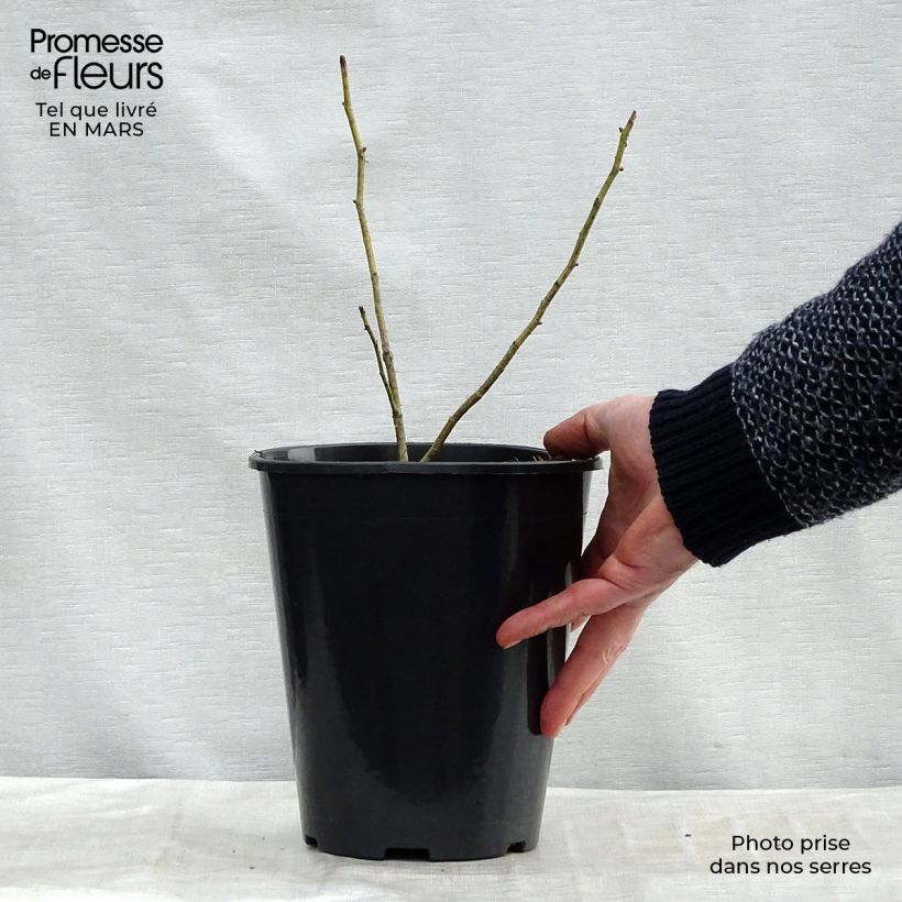 Rosa centifolia Cristata - Crested Moss Rose 4L/5L pot sample as delivered in winter