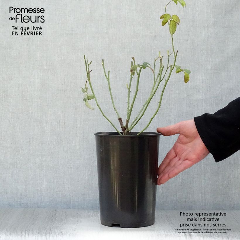 Rosa gallica Charles de Mills - Old Gallic Rose 4L/5L pot sample as delivered in winter