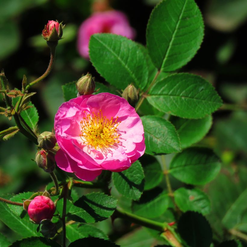 Rosa gallica Complicata - Old Gallic Rose (Flowering)
