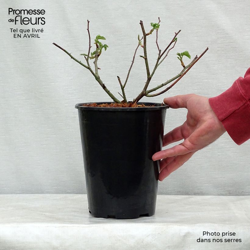 Rosa gallica Complicata - Old Gallic Rose 4L/5L pot sample as delivered in spring