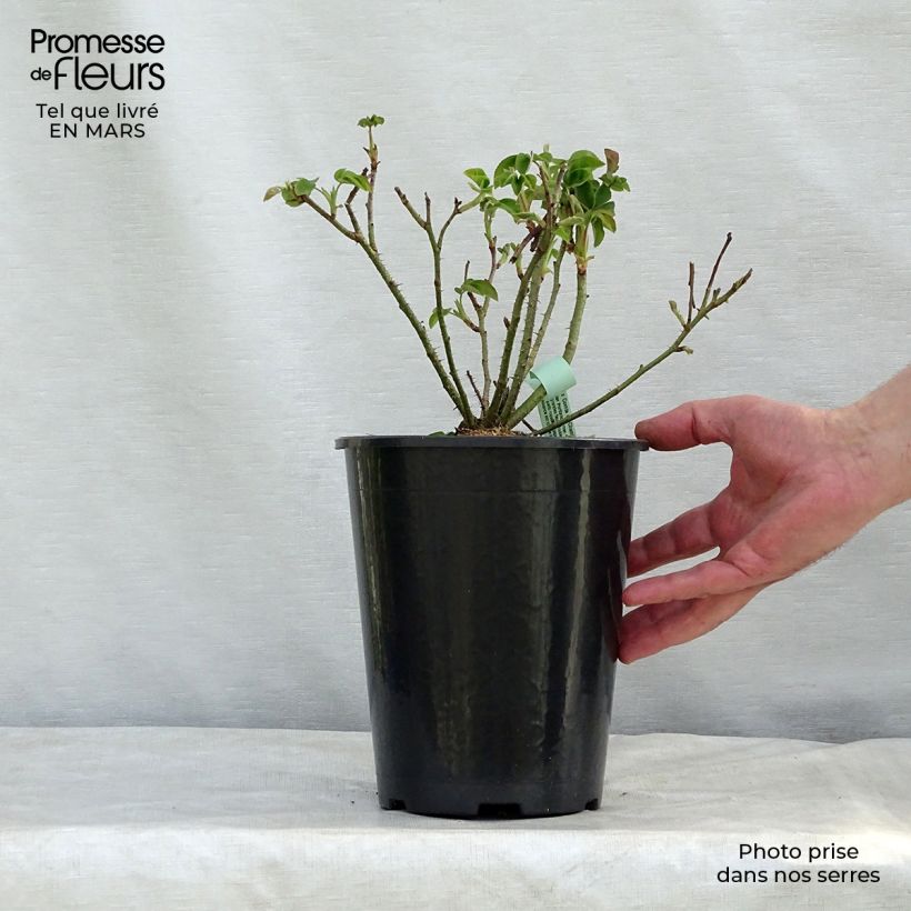 Rosa Comte de Chambord - Portland Rose 4L/5L pot sample as delivered in spring