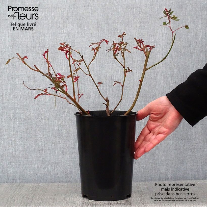 Rosa Cornelia 4L/5L pot sample as delivered in winter