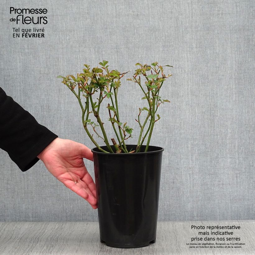 Rosa moschata Felicia - Musk Rose 4L/5L pot sample as delivered in winter
