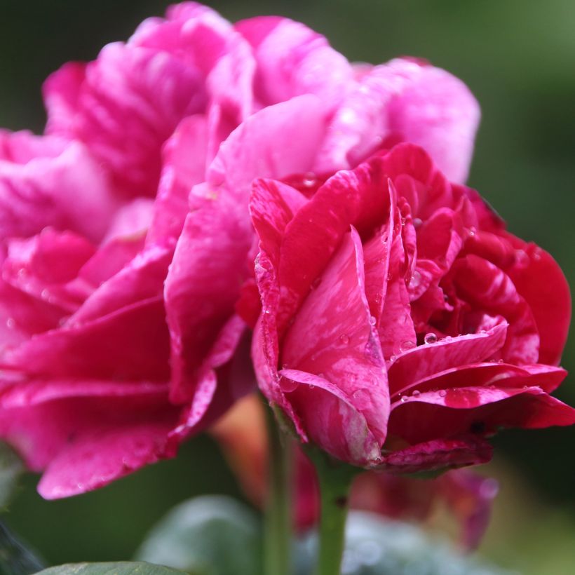 Rosa Ferdinand Pichard (Flowering)