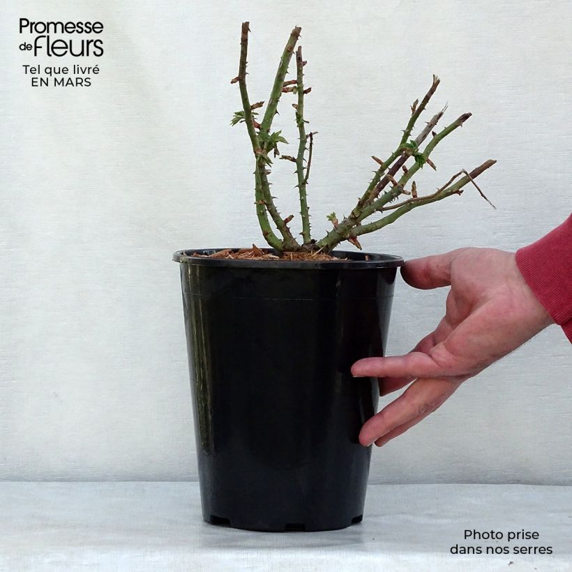 Rosa Ferdinand Pichard 4L/5L pot sample as delivered in winter