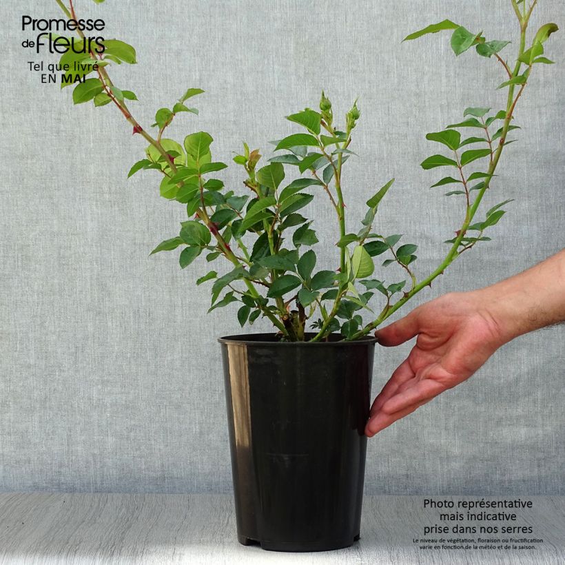 Rosa 'Fragrant Old Yellow' - Old Rose 4L/5L pot sample as delivered in spring