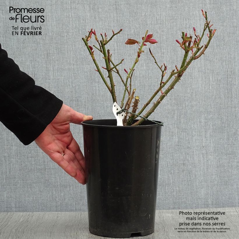 Rosa  Fragrant Old Purple 'Ausport' 4L/5L pot sample as delivered in winter