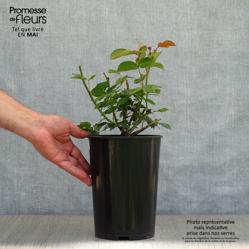 Rosa  Fragrant Old Purple 'Ausport' 4L/5L pot sample as delivered in spring