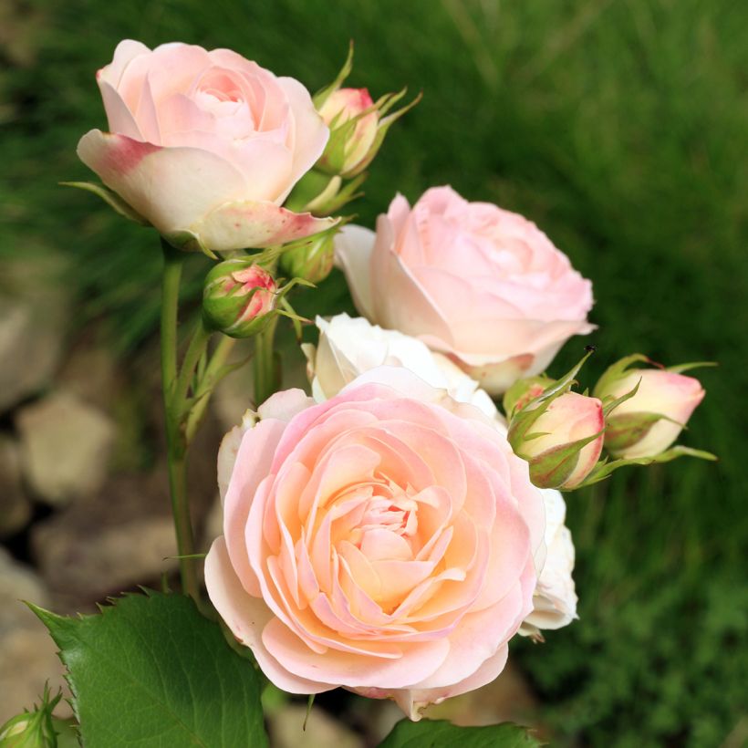 Rosa Gruss An Aachen - Hybrid Tea (Flowering)