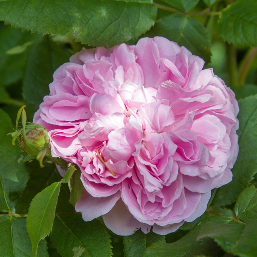 Rosa Jacques Cartier - Portland Rose (Flowering)