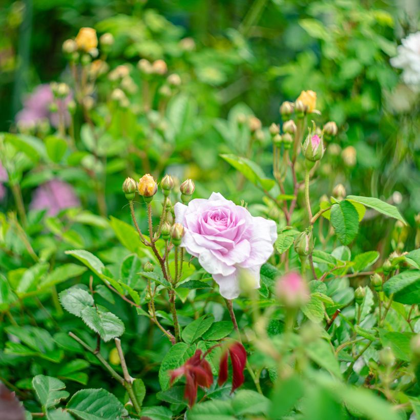 Rosa gallica Jenny Duval - Old Gallic Rose (Plant habit)