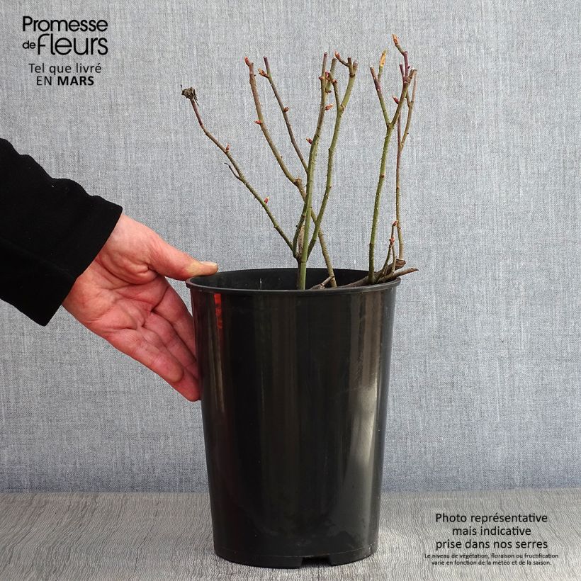 Rosa gallica Jenny Duval - Old Gallic Rose 4L/5L pot sample as delivered in winter