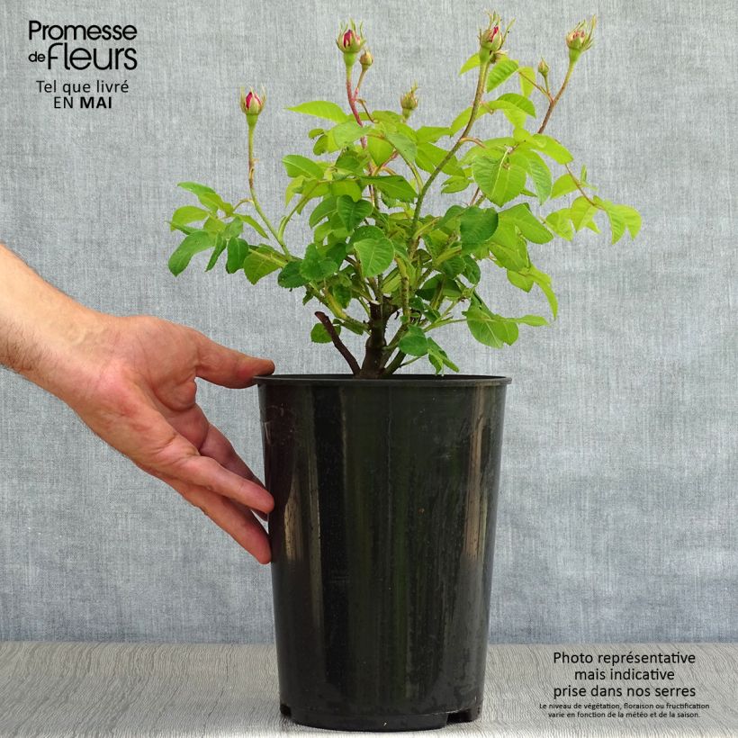 Rosa gallica Jenny Duval - Old Gallic Rose 4L/5L pot sample as delivered in spring