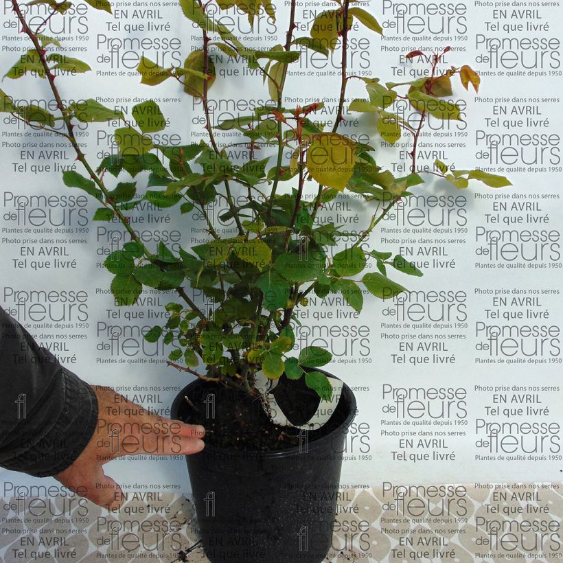 Example of Rosa La France 4L/5L pot specimen as delivered