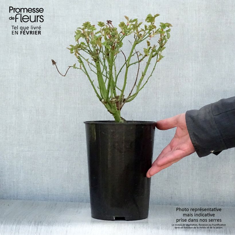 Rosa Reine Victoria - Bourbon Rose 4L/5L pot sample as delivered in winter