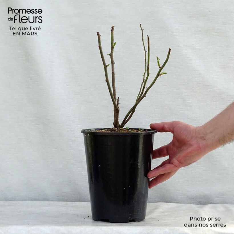 Rosa damascena Mme Hardy - Damask Rose 4L/5L pot sample as delivered in winter